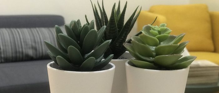 30140799917_e52697202b_o-700x300